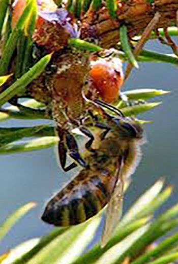 Bienenhonig Leogang 111